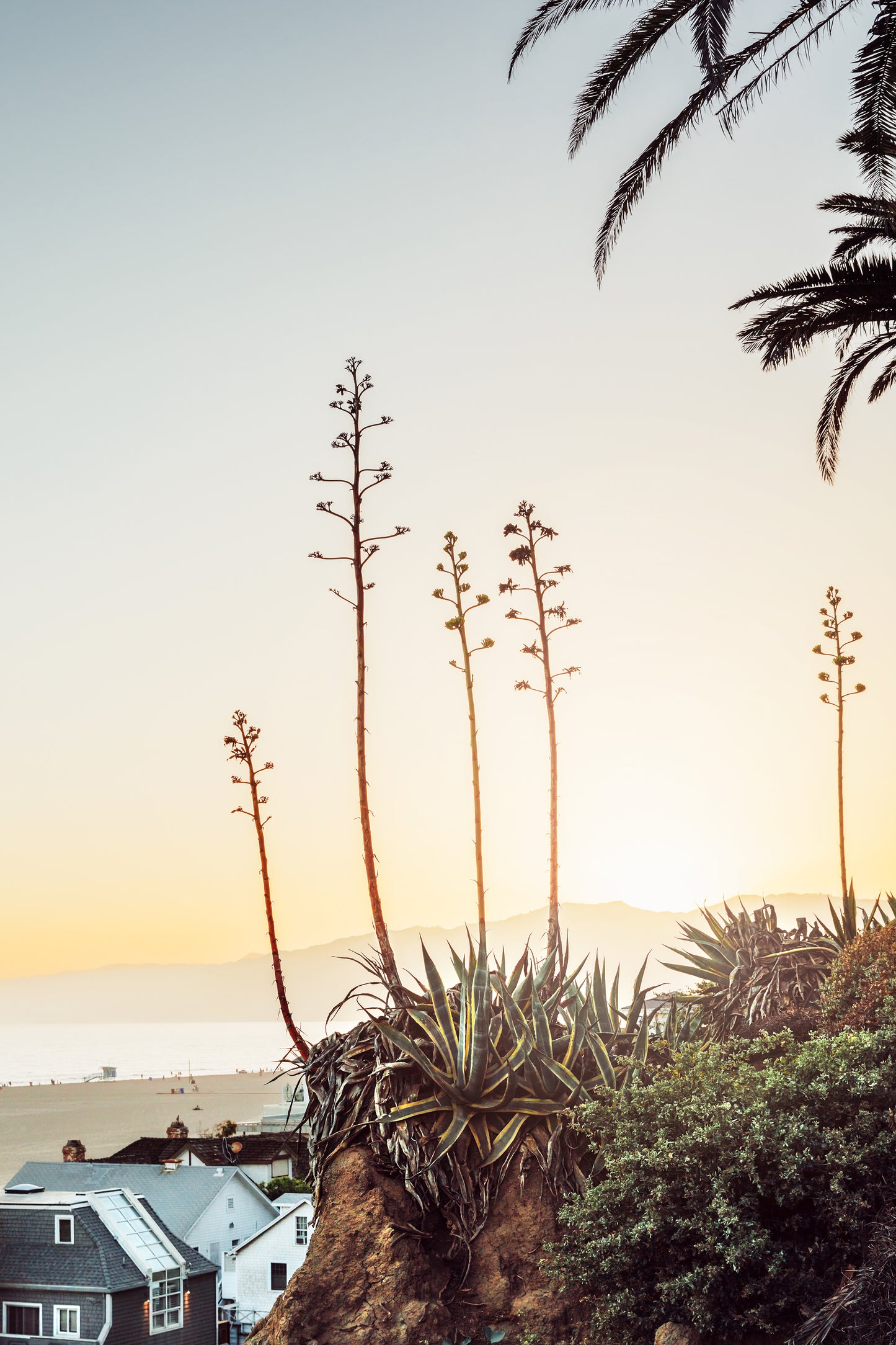 Original Work "Santa Monica Agaves Sunset", framed and print-only options