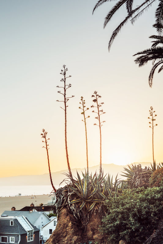 Original Work "Santa Monica Agaves Sunset", framed and print-only options