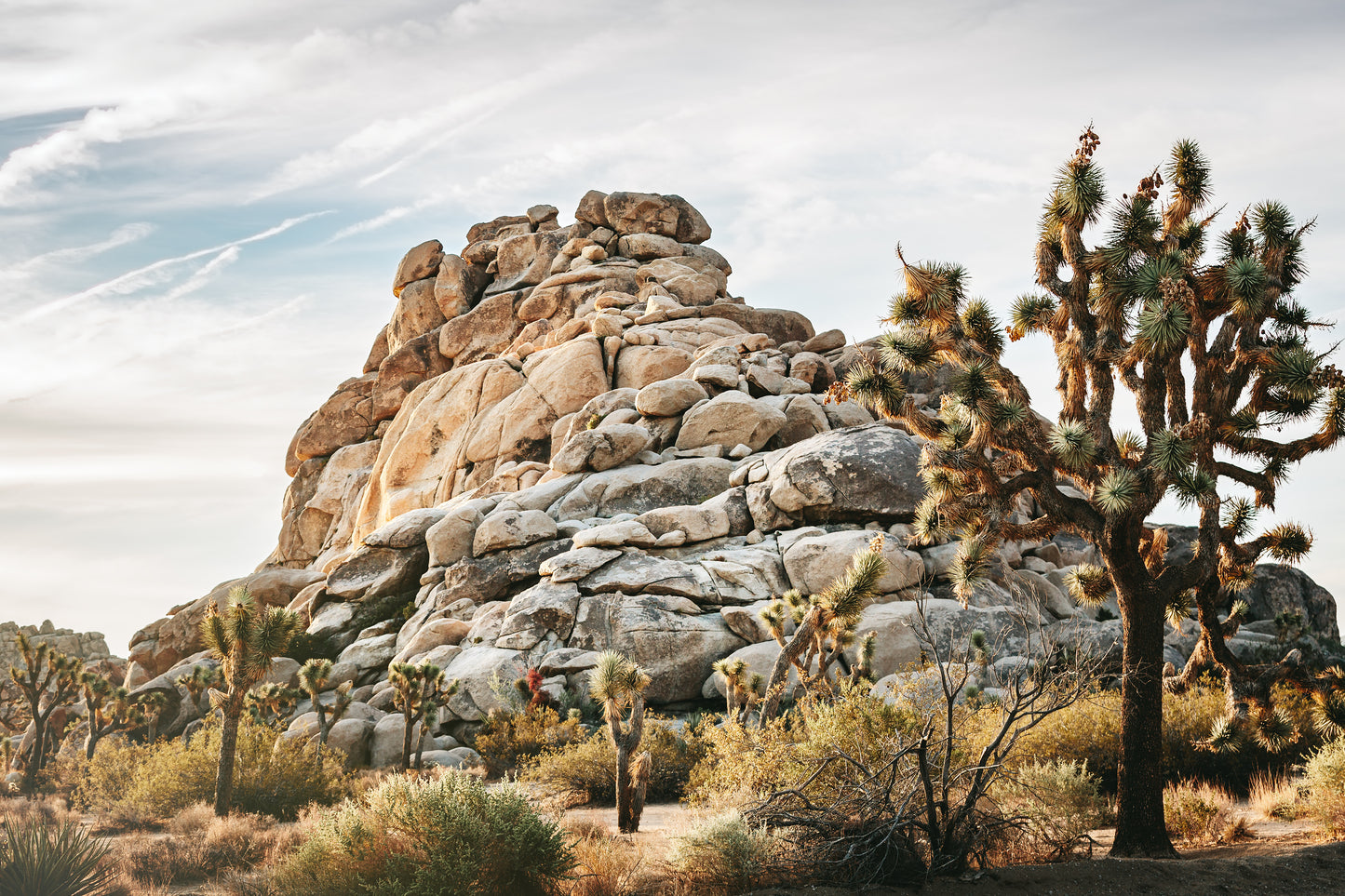 Original work "Joshua Tree Early Light", framed and print-only options