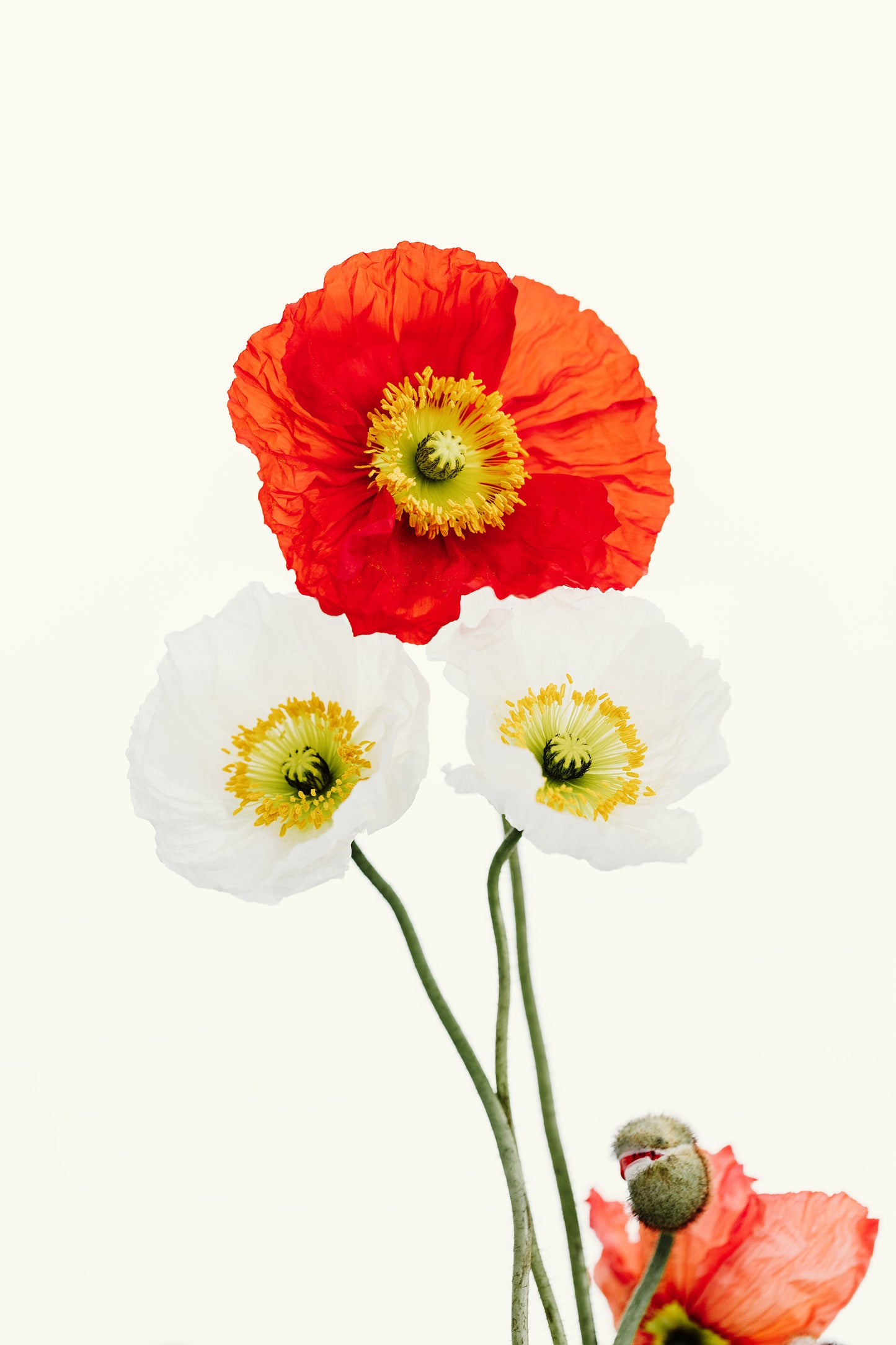 Original work "Tall Poppies", framed and print-only options