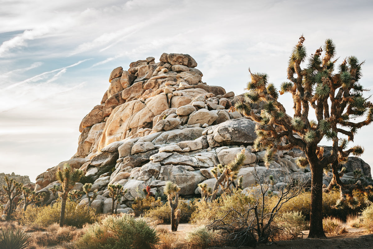 "Joshua Tree - Early Morning Light" Framed canvas